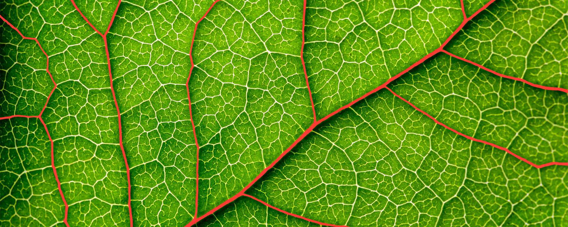 DE-EE990241-Blatt.png